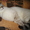 сиамские котята c окрасом бельгийских тигрят - Изображение #2, Объявление #133529