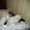 сиамские котята c окрасом бельгийских тигрят #133529