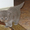 продаются шотландские котята хайленды - Изображение #1, Объявление #138145