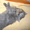 продаются шотландские котята хайленды - Изображение #2, Объявление #138145