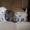 продаются шотландские котята хайленды - Изображение #3, Объявление #138145
