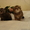Шотландские плюшевые вислоухие котята - Изображение #2, Объявление #136031