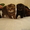 Шотландские плюшевые вислоухие котята - Изображение #3, Объявление #136031