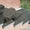 КАЗИНАКИ - резино-каменная плитка #363117