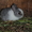 декоративные кролики!!!  - Изображение #1, Объявление #361122