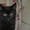 Продаю шотландского котенка - Изображение #2, Объявление #392551