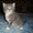 Дарю пушистых котят возраст 1 месяц - Изображение #1, Объявление #391165