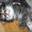 Дарю пушистых котят возраст 1 месяц - Изображение #2, Объявление #391165