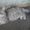 Дарю пушистых котят возраст 1 месяц - Изображение #4, Объявление #391165