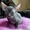 Котята породы ПИТЕРБОЛД,очаровашки-лысики! - Изображение #1, Объявление #1600254