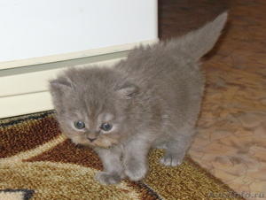 продаются шотландские котята хайленды - Изображение #1, Объявление #138145