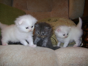 продаются шотландские котята хайленды - Изображение #3, Объявление #138145