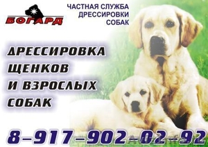 Дрессировка собак в Татарстане - Изображение #2, Объявление #188656