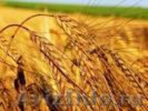 Продаем Зерно:Овес,Пшеница,Рожь,Ячмень. - Изображение #1, Объявление #345174
