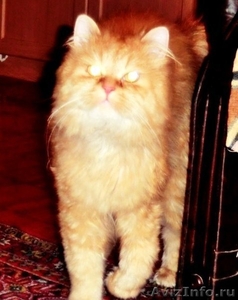 Дарю длинношёрстного персидского котика - Изображение #1, Объявление #711222